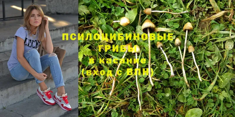 Псилоцибиновые грибы Psilocybe  дарнет шоп  Бирюсинск 